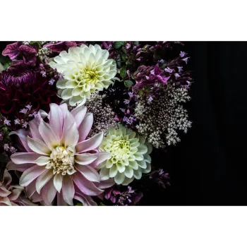 Dahlia Plant
